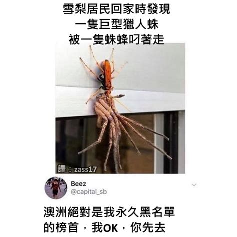 澳洲蜘蛛梗圖|在澳洲遇到蜘蛛怎麼脫身